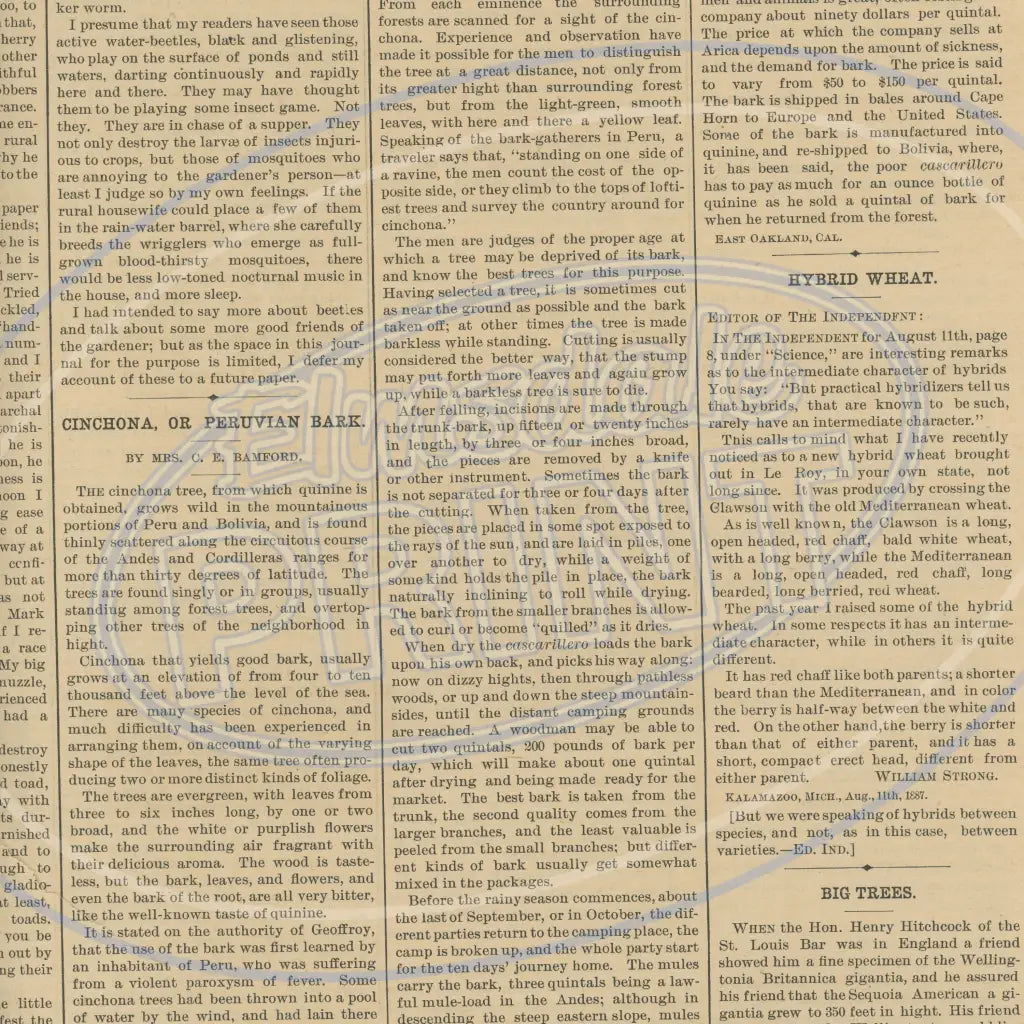 Vintage Newsprint 003 Printed Pattern Vinyl